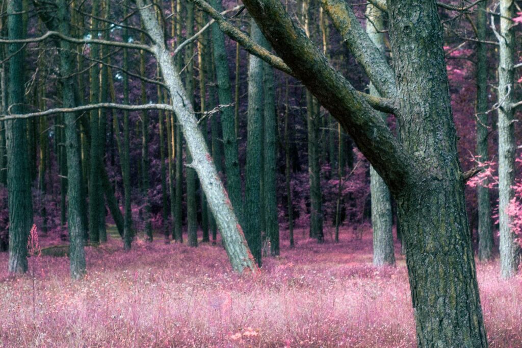 enchanted forest Serlig