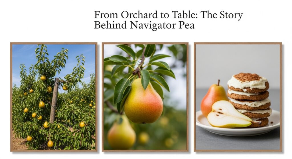 From Orchard to Table: The Story Behind Navigator Pear