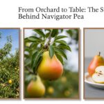From Orchard to Table: The Story Behind Navigator Pear