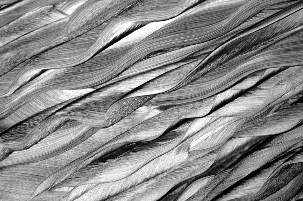 asbestos fibers microscopic