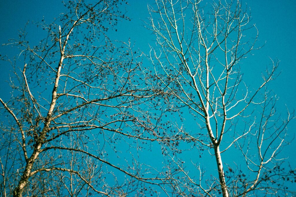 Cbybxrf natural compound illustration