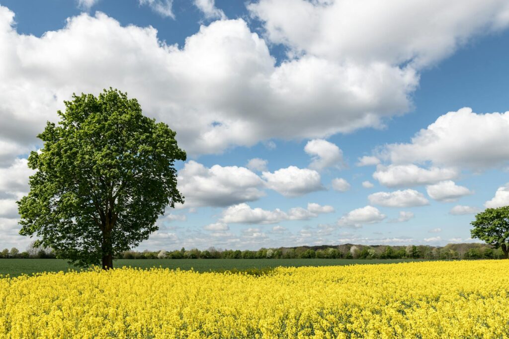 Nerwey landscape tradition
