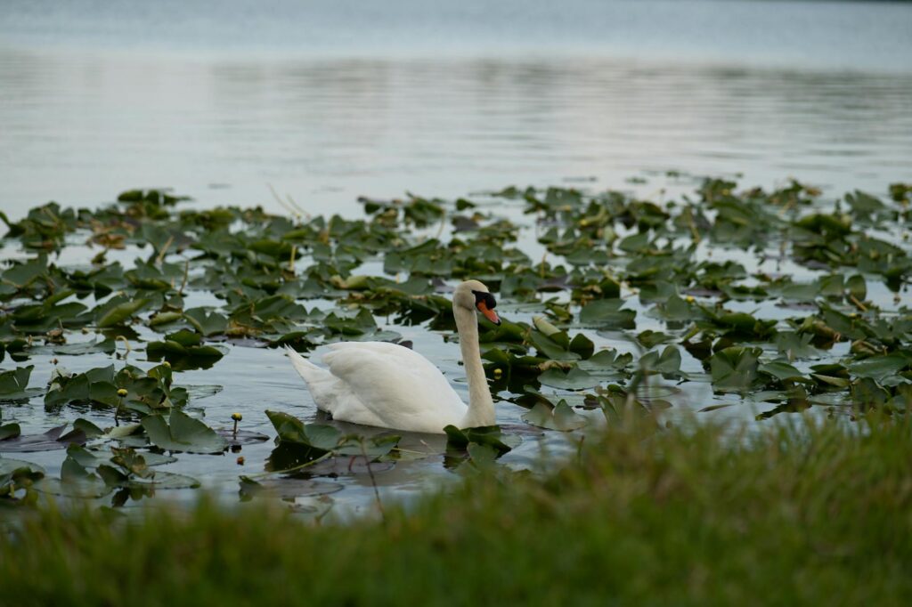 Pabington serene lake sunset