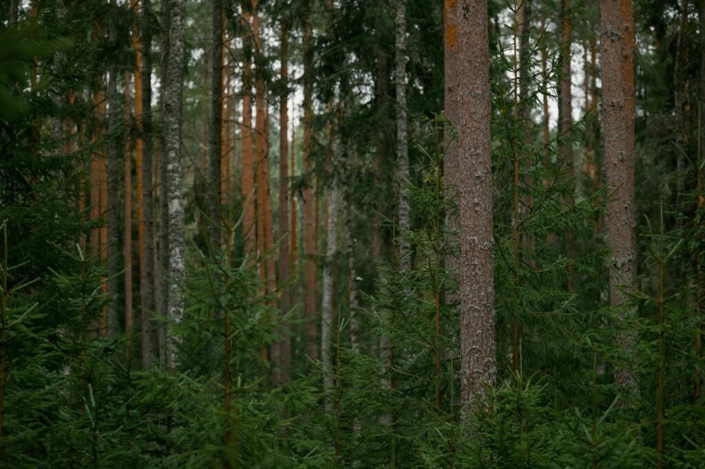 Finnorth nature landscape lake