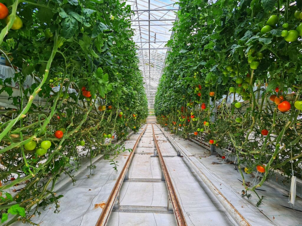 Mannacote Explained: A Complete Guide to Smarter Plant Nutrition