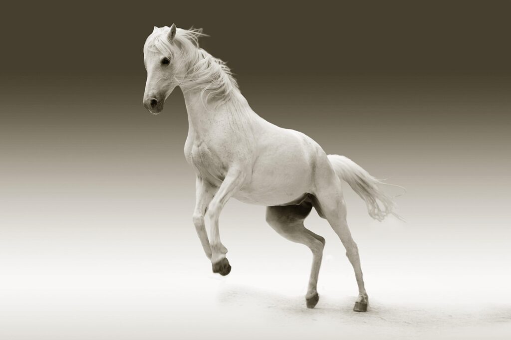 BK Horse – Meaning, Uses, and Growing Popularity Explained
