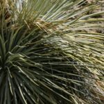 aguaris plant in pot