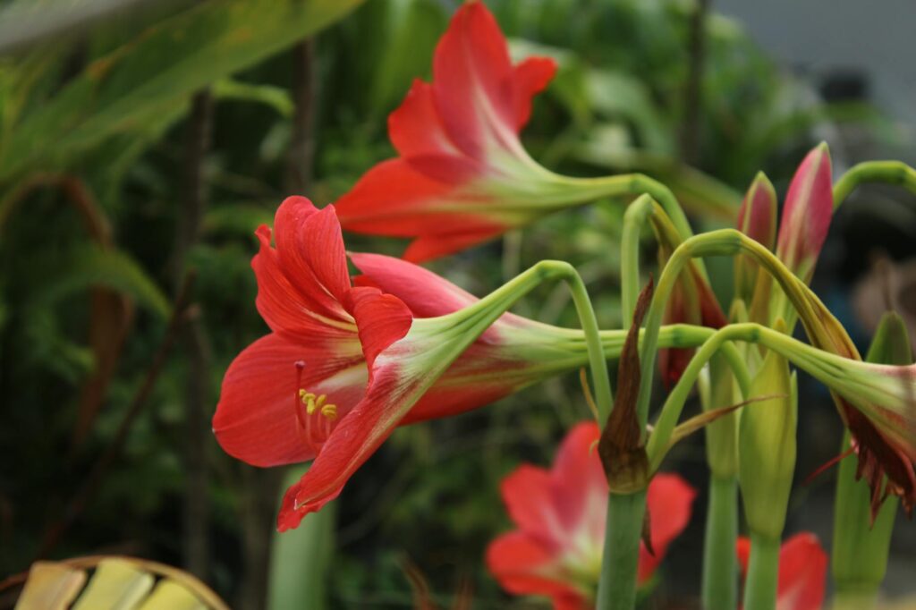 Amaryllis flower UK garden