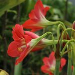 Amaryllis flower UK garden