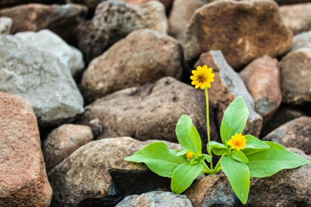 holistic resilience personal growth