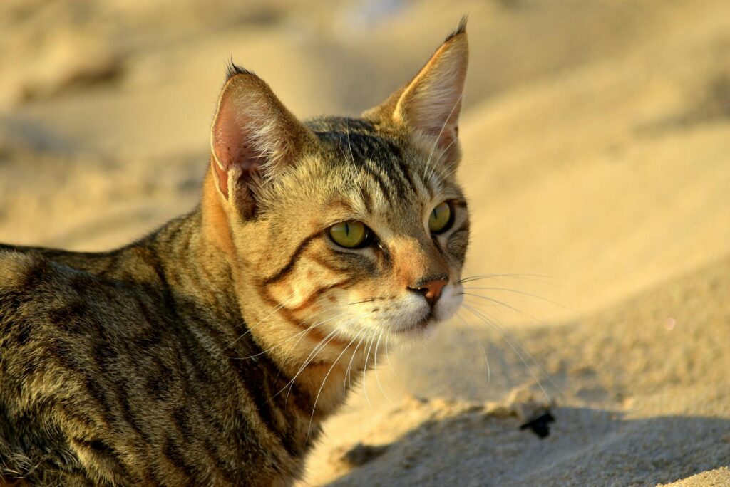 Sandi Toksvig smiling