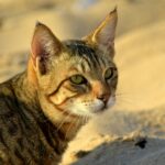 Sandi Toksvig smiling
