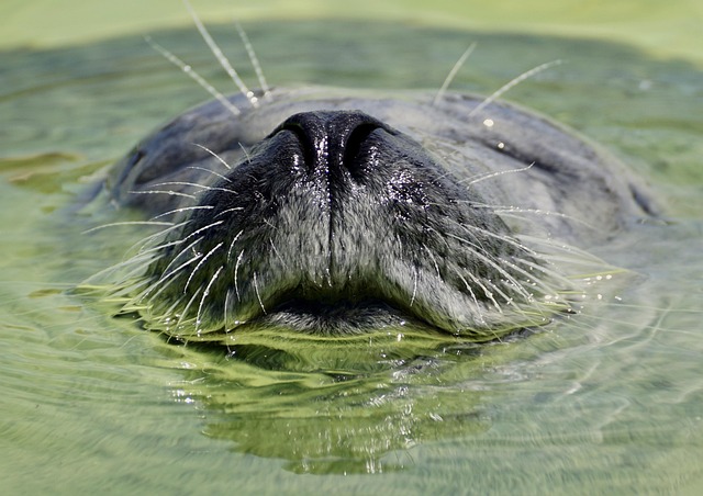 Baikal seal diving deep into Lake Baikal's waters in search of food.