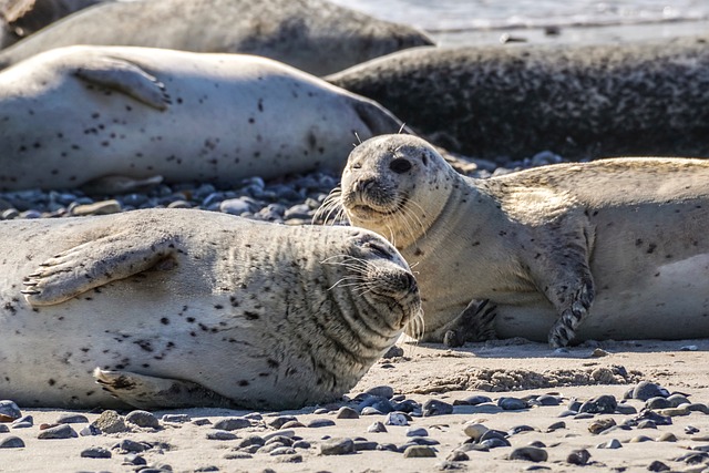Baikal seal with large, dark eyes and a rounded face, showing its unique appearance.
