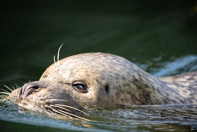 Close-up of a Baikal seal's breathing hole in thick ice, showing their adaptation to winter.