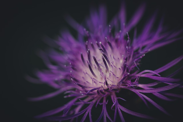 Close-up of a delicate purple perennial geranium flower with intricate petals (perennial geranium geranium)