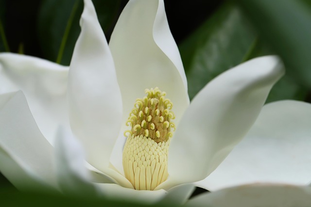 Close-up of large white flower clusters on a Natchez Crape Myrtle tree.