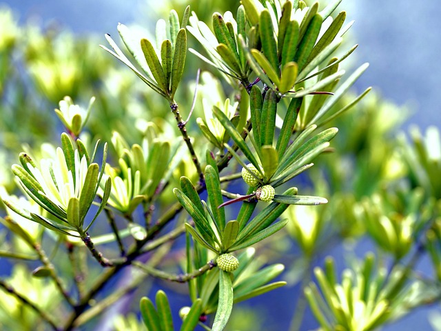 Close-up of Podocarpus 'Maki' leaves, showing dense, dark green foliage suitable for hedging