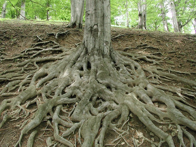 Etymology tree showing roots of 'Sacramento' with words like 'together' and 'union (simbramento)