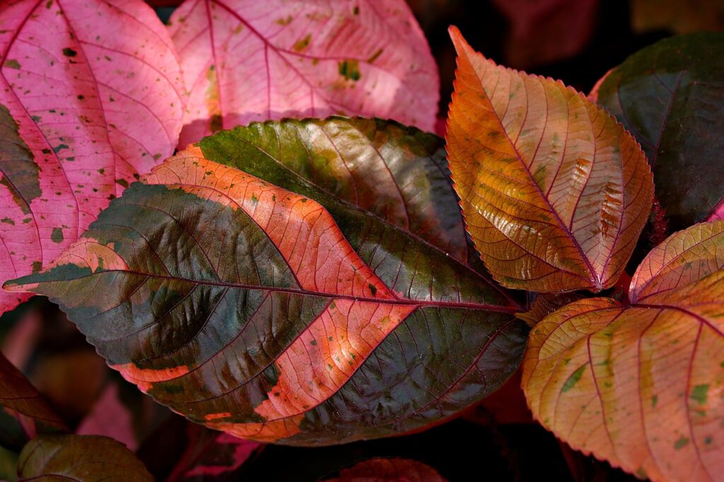 foenegriek seeds and leaves