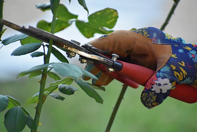 A gardener carefully pruning a Natchez Crape Myrtle tree in early spring.