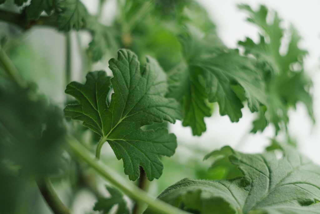 perennial geranium garden border