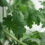perennial geranium garden border