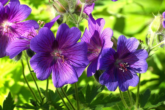 Perennial geranium plants showing signs of powdery mildew on leaves