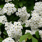 sunshine ligustrum shrub in garden