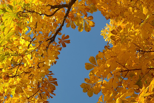 Yellowing leaves on a Loropetalum shrub, indicating potential stress or nutrient deficiency.