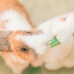 rabbit with clock meme
