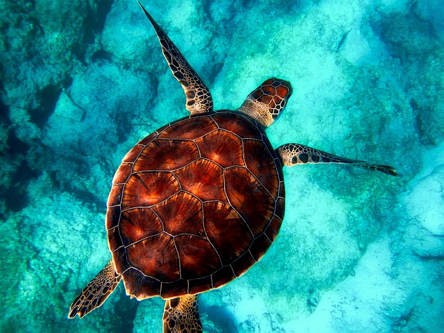 A sea turtle swimming gracefully through clear blue water (turtle vs tortoise)