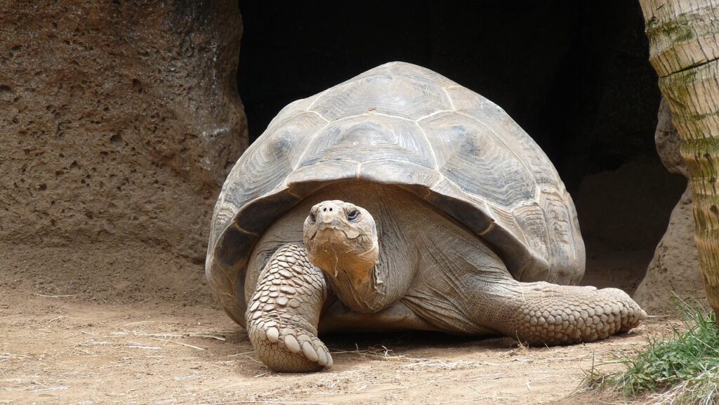 turtle tortoise comparison