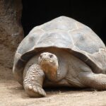 turtle tortoise comparison