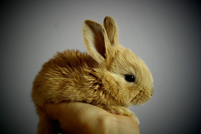 Illustration of the White Rabbit character from Alice in Wonderland looking stressed while holding a pocket watch.